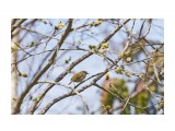 Japanese Bush-warbler
Фотограф: VictorV

Просмотров: 479
Комментариев: 0