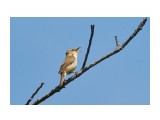 Чернобровая камышевка
Фотограф: VictorV
Black-browed Reed-warbler

Просмотров: 494
Комментариев: 0