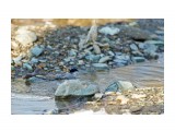 Водные процедуры ))
Фотограф: VictorV

Просмотров: 1131
Комментариев: 0