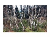 Пляшущий лес на перемычке
Фотограф: vikirin

Просмотров: 1328
Комментариев: 0