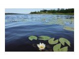 Nymphaea