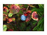 Вкусная синенькая ягодка из голубичных
Фотограф: vikirin

Просмотров: 1801
Комментариев: 0