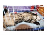 Название: IMG_5598
Фотоальбом: Выставка кошек 05.08.2012
Категория: Животные

Время съемки/редактирования: 2012:08:05 15:35:12
Фотокамера: Canon - Canon EOS 1100D
Диафрагма: f/4.0
Выдержка: 1/60
Фокусное расстояние: 18/1



Просмотров: 445
Комментариев: 0