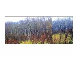 MyCollages

Просмотров: 198
Комментариев: 0