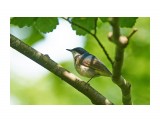 Синий соловей
Фотограф: VictorV
Siberian Blue Robin

Просмотров: 452
Комментариев: 1