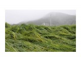 Следы ливня
Фотограф: Зинаида Макарова
За ночь дождь так примял высокую траву, будто по ней кто-то катался

Просмотров: 5341
Комментариев: 0