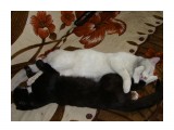 спят усталые котятки...

Просмотров: 2768
Комментариев: 