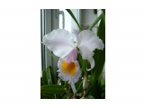 Cattleya schroederae

Просмотров: 544
Комментариев: 