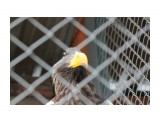 Орлан
Фотограф: vikirin

Просмотров: 1633
Комментариев: 0