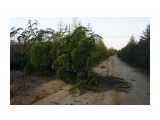 После циклона
Фотограф: vikirin

Просмотров: 1090
Комментариев: 0