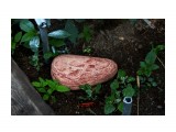 Название: Морские камни....
Фотоальбом: 2010 ... 2012 ОГОНЬ КАМНИ и Разное
Категория: Разное
Фотограф: vikirin

Время съемки/редактирования: 2012:07:09 21:48:55
Фотокамера: Canon - Canon EOS Kiss X3
Диафрагма: f/4.0
Выдержка: 1/50
Фокусное расстояние: 55/1



Просмотров: 2462
Комментариев: 0