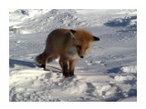 Название: 17012010489
Фотоальбом: по трубе
Категория: Животные

Фотокамера: Nokia - N82
Диафрагма: f/2.8
Выдержка: 0/1000000
Фокусное расстояние: 56/10
Светочуствительность: 100


Просмотров: 1142
Комментариев: 5