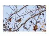 Оливковый дрозд
Фотограф: VictorV
Eyebrowed Thrush

Просмотров: 340
Комментариев: 0