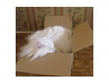 Удобный сон.
Любит Агаша такие коробки.

Просмотров: 816
Комментариев: 0