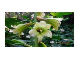 DSC03943
Кардиокринум Глена (лат. Cardiocrinum glehnii) или Лилия Глена — растение из семейства лилейных.
Вид назван в честь Петра Петровича Глена (1835—1876), российского флориста, систематика растений, путешественника, географа и гидрографа, исследователя Приамурья и Сахалина. Многолетнее растение, с крупной луковицей (до 12 см в диаметре). Стебель полый до 2 м высотой, гладкий, прямой. Цветки у растения белые
Кардиокринум Глена отличается тем, что цветёт только один раз в жизни.
Встречается в нашей стране только на юге Сахалина и на острове Кунашир. За пределами России — на островах Хоккайдо и Хонсю.
Реликтовый вид, занесённый в красную книгу.

Просмотров: 278
Комментариев: 0