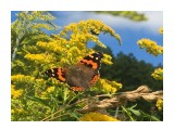 Vanessa indica
