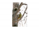 Седой Дятел, самка.
Фотограф: VictorV
Picus canus

Просмотров: 1465
Комментариев: 0