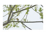 Сахалинская пеночка
Фотограф: VictorV
Sakhalin Leaf-warbler

Просмотров: 272
Комментариев: 0