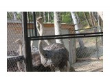 Любопытные страусы
Фотограф: vikirin

Просмотров: 1502
Комментариев: 0