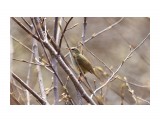 Бамбуковая камышевка
Фотограф: VictorV
Japanese Bush-warbler

Просмотров: 618
Комментариев: 0