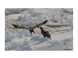 сахалинские птички...
Фотограф: Фил Лив

Просмотров: 891
Комментариев: 0