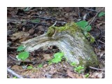 коряга(крокодил)

Просмотров: 2929
Комментариев: 0