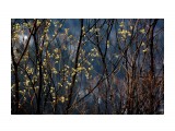 Первое весеннее цветенье...
Фотограф: vikirin

Просмотров: 1280
Комментариев: 0