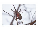 Чечётка, самец
Фотограф: VictorV

Просмотров: 712
Комментариев: 0