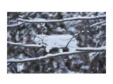 Снежный кот ))
Фотограф: VictorV

Просмотров: 643
Комментариев: 0