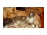 Кошка Мейн-Кун 5мес.

Просмотров: 1246
Комментариев: 1