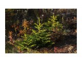 В тундре
Фотограф: vikirin

Просмотров: 1744
Комментариев: 0