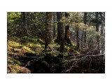 Лесные тропы
Фотограф: фотохроник

Просмотров: 783
Комментариев: 0