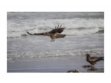 Коршуны
Фотограф: Tsygankov Yuriy

Просмотров: 1290
Комментариев: 0