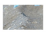 Камчатская трясогузка
Фотограф: VictorV
Black-backed (White) Wagtail

Просмотров: 1113
Комментариев: 0