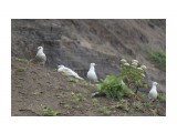 Название: Наблюдательный пост...
Фотоальбом: ЧАЙКИ...
Категория: Природа
Фотограф: vikirin

Время съемки/редактирования: 2012:07:08 15:21:06
Фотокамера: Canon - Canon EOS Kiss X3
Диафрагма: f/5.6
Выдержка: 1/2000
Фокусное расстояние: 250/1



Просмотров: 2154
Комментариев: 0
