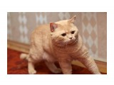 *
Фотограф: VictorV

Просмотров: 619
Комментариев: 0