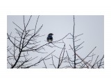 Жулан-сорокопут
Фотограф: Tsygankov Yuriy

Просмотров: 532
Комментариев: 0
