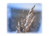 Сахалин село Яблочное
А снег идет ....А снег идет

Просмотров: 123
Комментариев: 