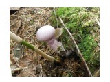 Неизвестный гриб фиолетового цвета.
Похоже, что это гриб "Паутинник козий" (не съедобен, ядовит)

Просмотров: 724
Комментариев: 0
