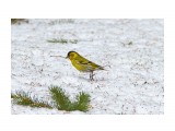 На цыпочках )))
Фотограф: VictorV

Просмотров: 590
Комментариев: 0