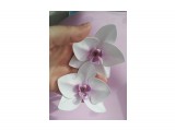 Название: резинки орхидея
Фотоальбом: Моё хобби, делаю на заказ.
Категория: Хобби
Описание: сделаны из фоамирана

Просмотров: 2558
Комментариев: 0