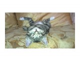 Название: IMAG0141
Фотоальбом: Курильский боб Котя.
Категория: Животные
Фотограф: Grizzlee
Описание: Котя спит.

Просмотров: 1158
Комментариев: 0