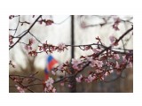 Сахалинская весна )
Фотограф: VictorV

Просмотров: 550
Комментариев: 0