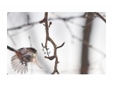 Ополовник
Фотограф: Tsygankov Yuriy

Просмотров: 419
Комментариев: 0