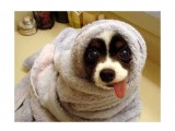 язык

Просмотров: 3211
Комментариев: 3