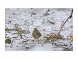Королёк
Фотограф: VictorV

Просмотров: 504
Комментариев: 0