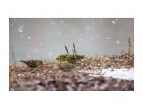Чижи
Фотограф: Tsygankov Yuriy

Просмотров: 478
Комментариев: 0
