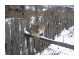 Название: Манюня
Фотоальбом: животинки мои
Категория: Животные

Время съемки/редактирования: 2013:11:15 14:58:03
Фотокамера: SAMSUNG - GT-C3300i
Диафрагма: f/2.8
Выдержка: 1/182
Фокусное расстояние: 217/100



Просмотров: 2396
Комментариев: 0