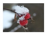 Ягоды..
Фотограф: vikirin

Просмотров: 3383
Комментариев: 0