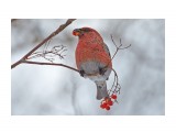 Щур
Фотограф: VictorV
Pine Grosbeak

Просмотров: 830
Комментариев: 3